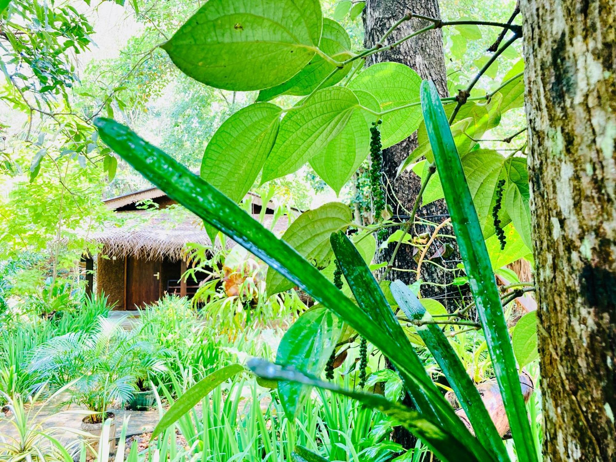 Green Paradise Cottage Udawalawa Удавалаве Екстериор снимка